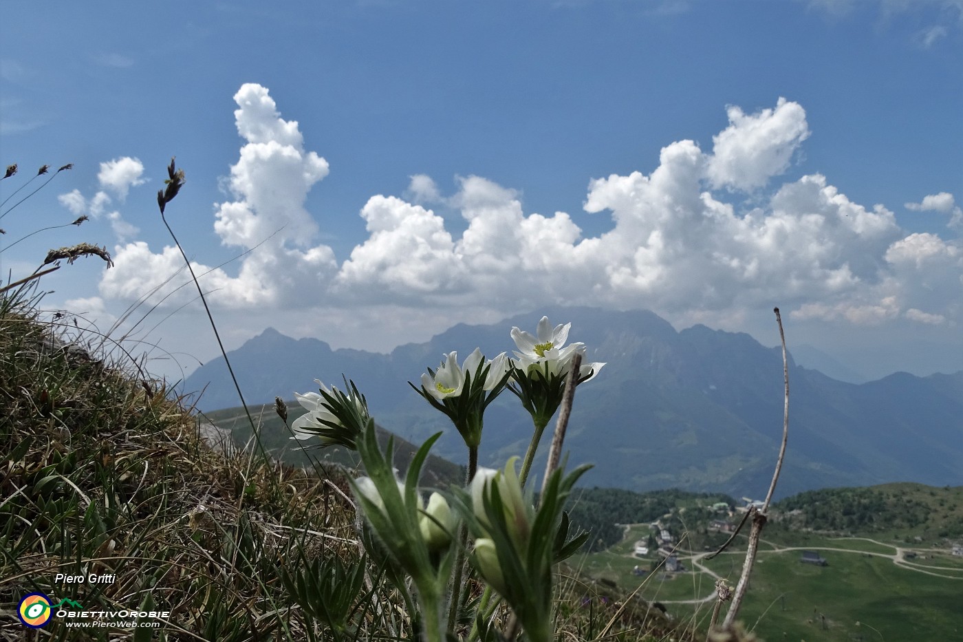 79 Anemone narcissino con vista in Grigne.JPG